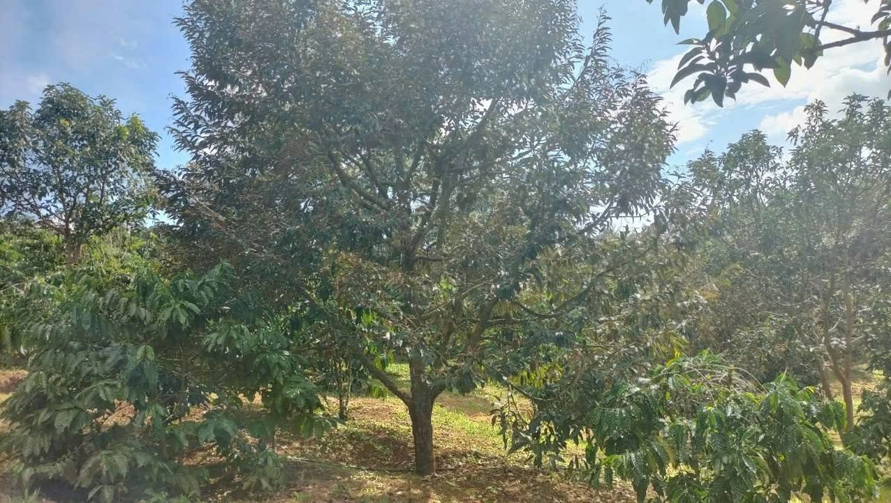 Đất nền Lộc An Bảo Lâm 1124m² giá 1.25 tỷ - Tiềm năng đầu tư hấp dẫn!