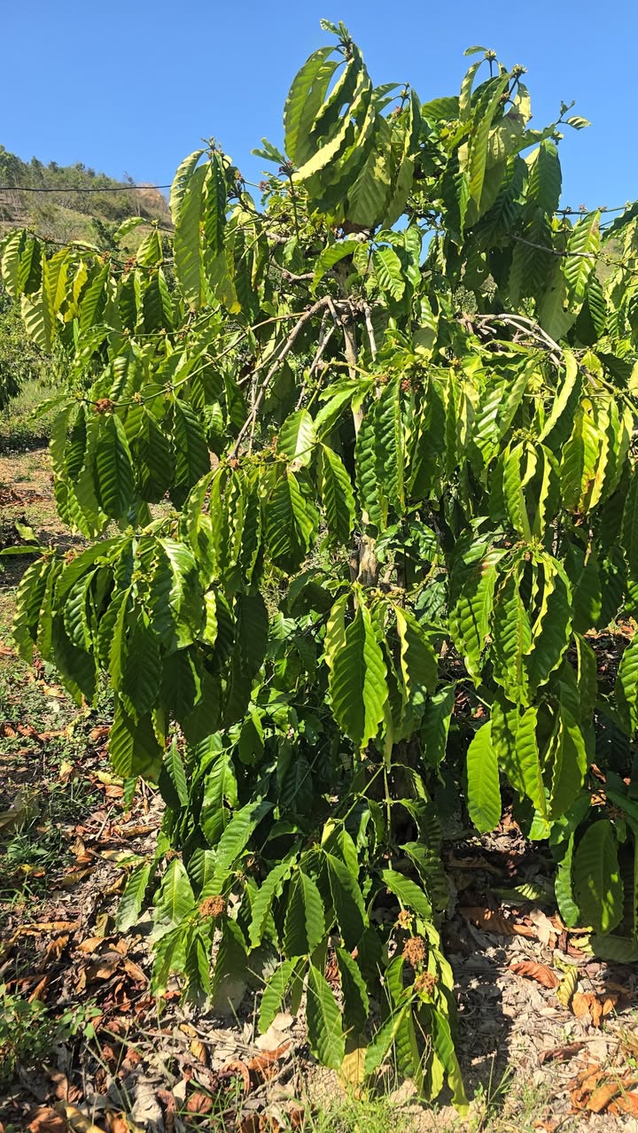 Farm 36,000m² tại Thị trấn Phước An, Huyện Krông Pắc - Giá chỉ 155 triệu/sào!