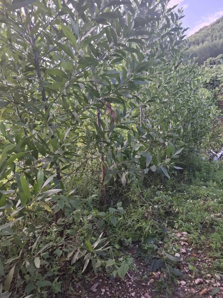 Đất Farm 14ha tại Xã Khuê Ngọc Điền, Huyện Krông Bông - Giá 28 tỷ, Đầu tư sinh lời!