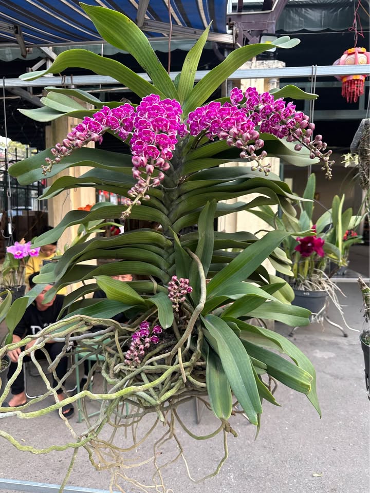 Nhà cho thuê mặt tiền Tố Hữu, Vạn Phúc, 60m² - Ô tô đỗ cửa, gần chợ sầm uất!