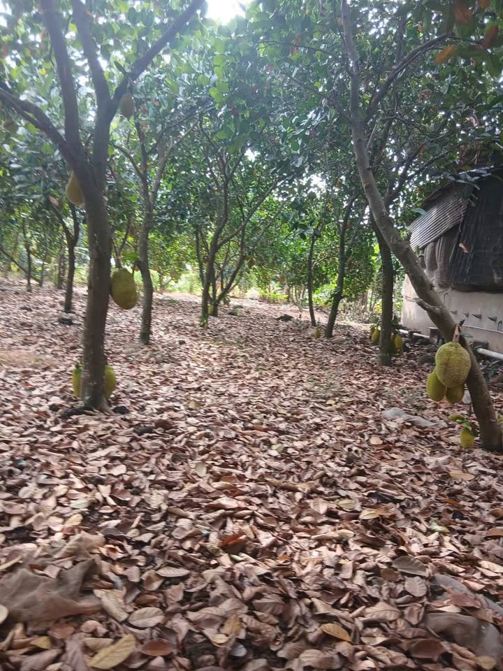 Đất nền 12.000m² tại xã Gia Kiệm, huyện Thống Nhất - Giá 470 triệu/sào, cơ hội đầu tư hấp dẫn!