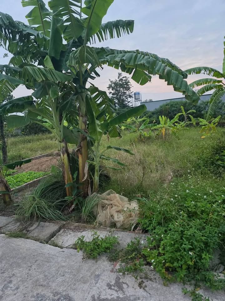 Đất nền KCN TT3 Ngọc Khám 73m² giá 2 tỷ - Ô tô vào tận nơi!