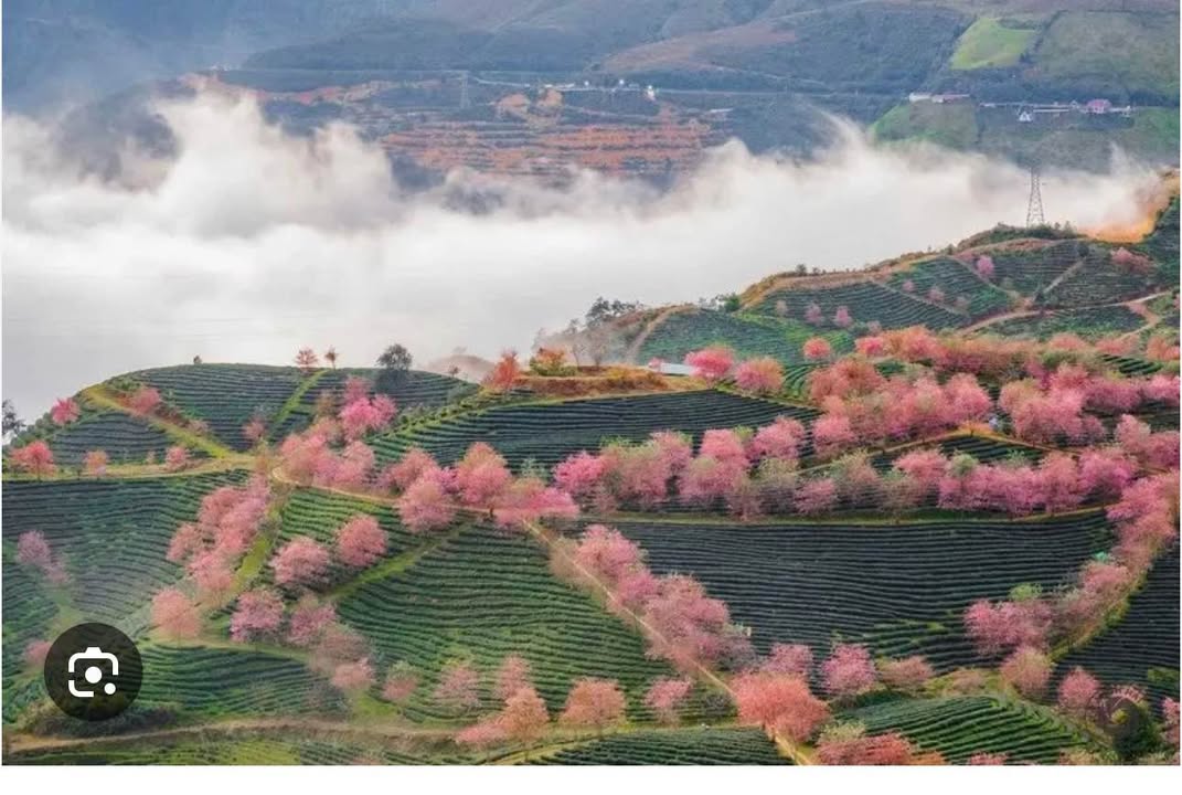 Đất nền khu sinh thái đồi chè Ô Long Sa Pa 100m² giá 4.x tỷ - Pháp lý đầy đủ!