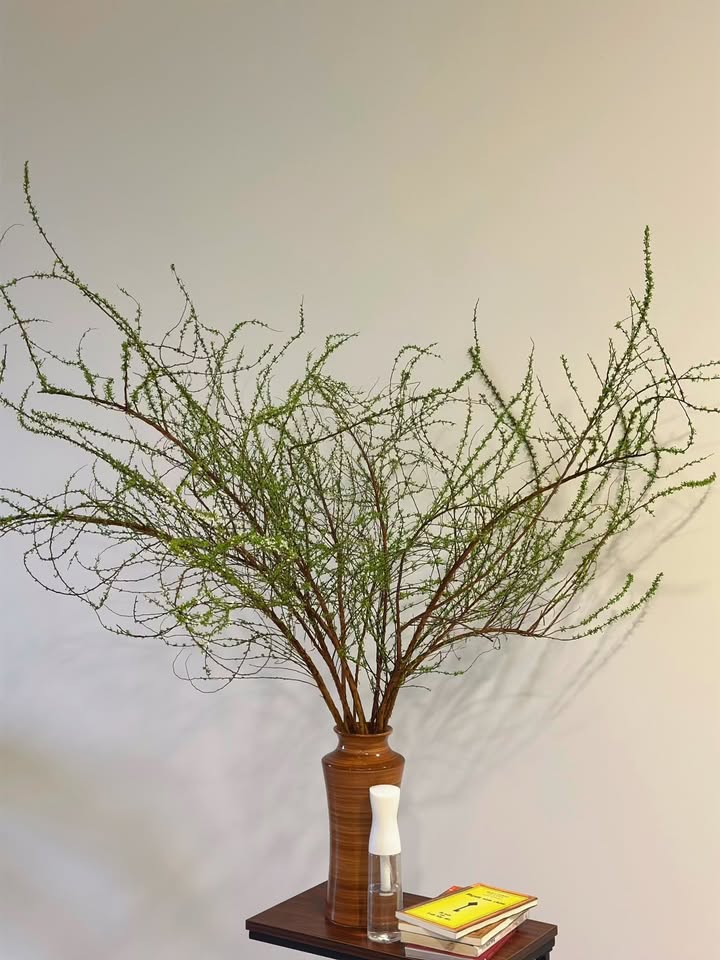 Căn hộ Midori Park - The Glory 49m² giá 12 triệu - Full tiện ích sang trọng!