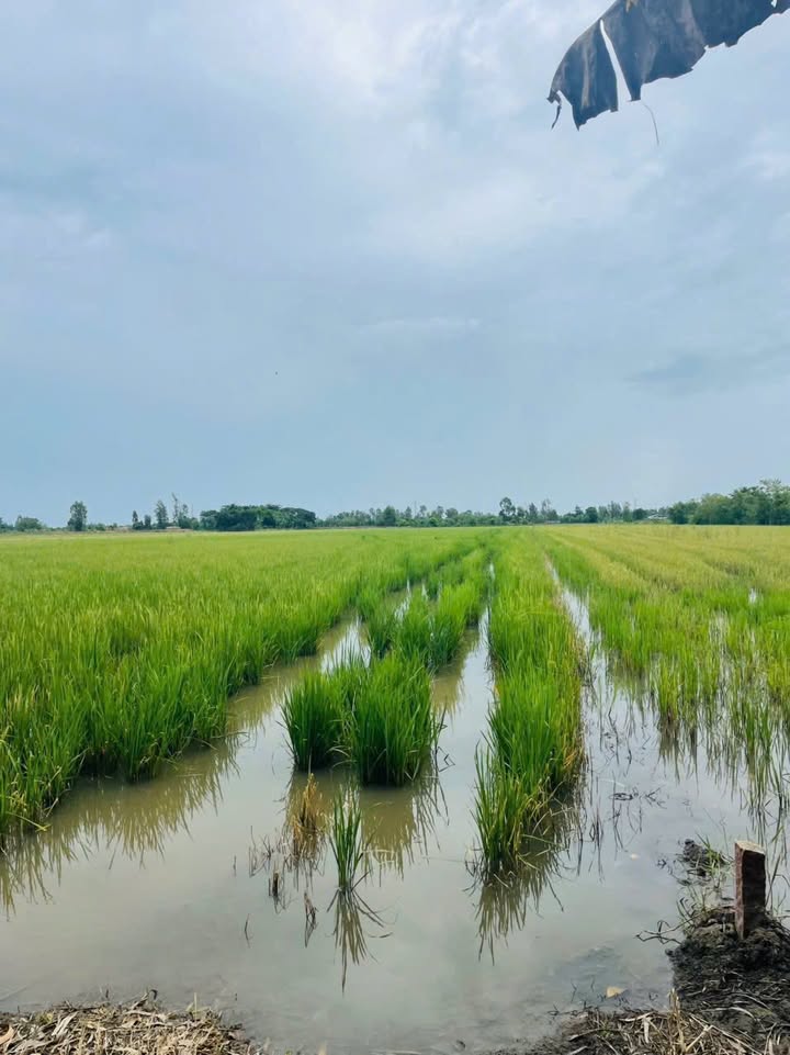 Đất nông nghiệp mặt tiền kênh Ranh LX - TS, Long Xuyên 13.474m² - Giá tốt thương lượng!