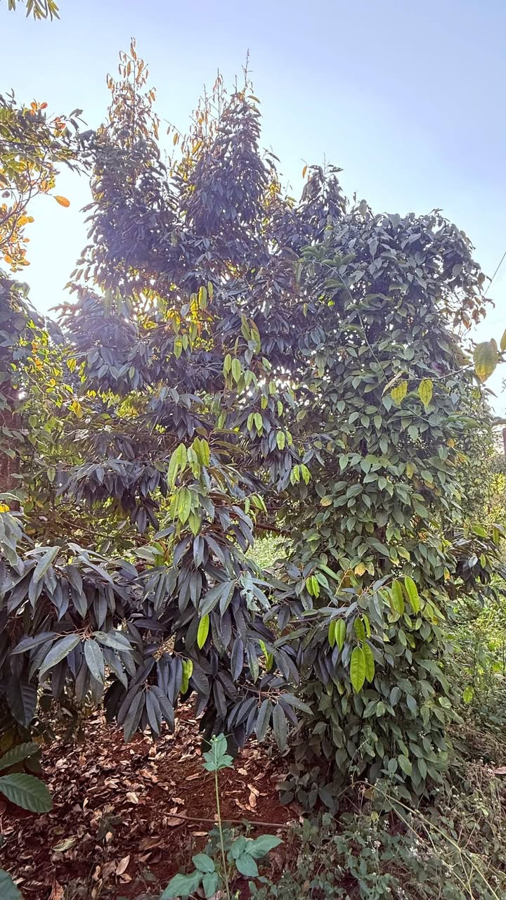 Đất nền Cư Pơng 250m² giá 250 triệu - Đầu tư sinh lời với cây trái sẵn có!