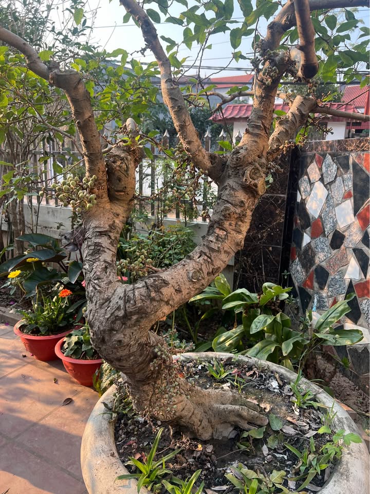 Đất đấu giá Phường Hồng Châu - 125m² giá 1.5 tỷ - Cơ hội đầu tư tuyệt vời!