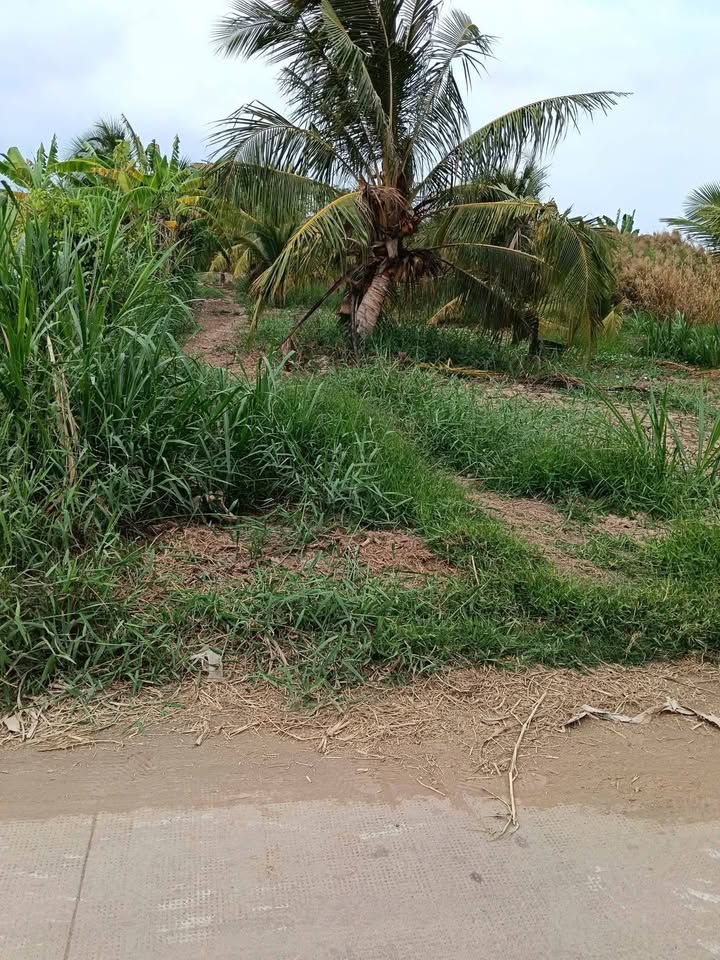 Đất nền Vĩnh Hòa Ba Tri 1,7 công giá 704 triệu - Tiềm năng đầu tư lớn!