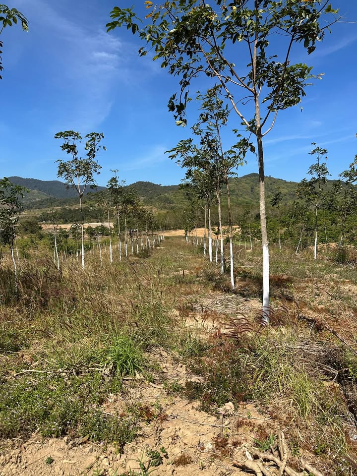 Farm thôn 3 Tân Lập 20.000m² giá 8xx triệu - Đầu tư lý tưởng!