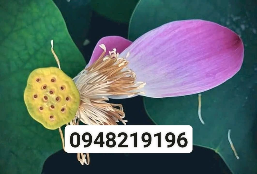 Đất Hưng Định 96m² giá 1.72 tỷ - Chỉ cần vào ở ngay!