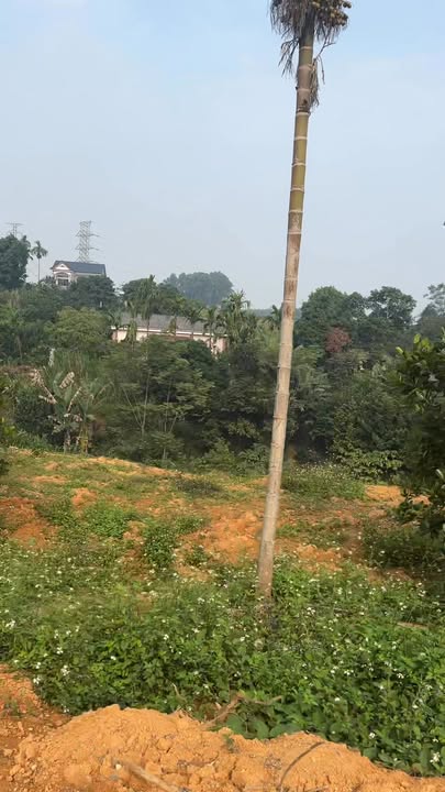 Lô đất Farm 3000m² tại Xã Tiên Phú, Phù Ninh - Giá chỉ vài trăm nghìn/m², Đầu tư sinh lời ngay!