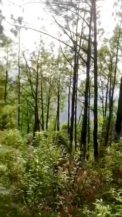 Đất rừng sản xuất 8,5ha tại Đông Triều - Giá chỉ 8,5 tỷ, sổ đỏ chính chủ!