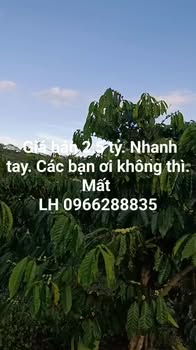 Đất nền 9 sào tại Tân Hà, Lâm Hà - Giá chỉ 2.5 tỷ, 2 mặt đường bê tông!