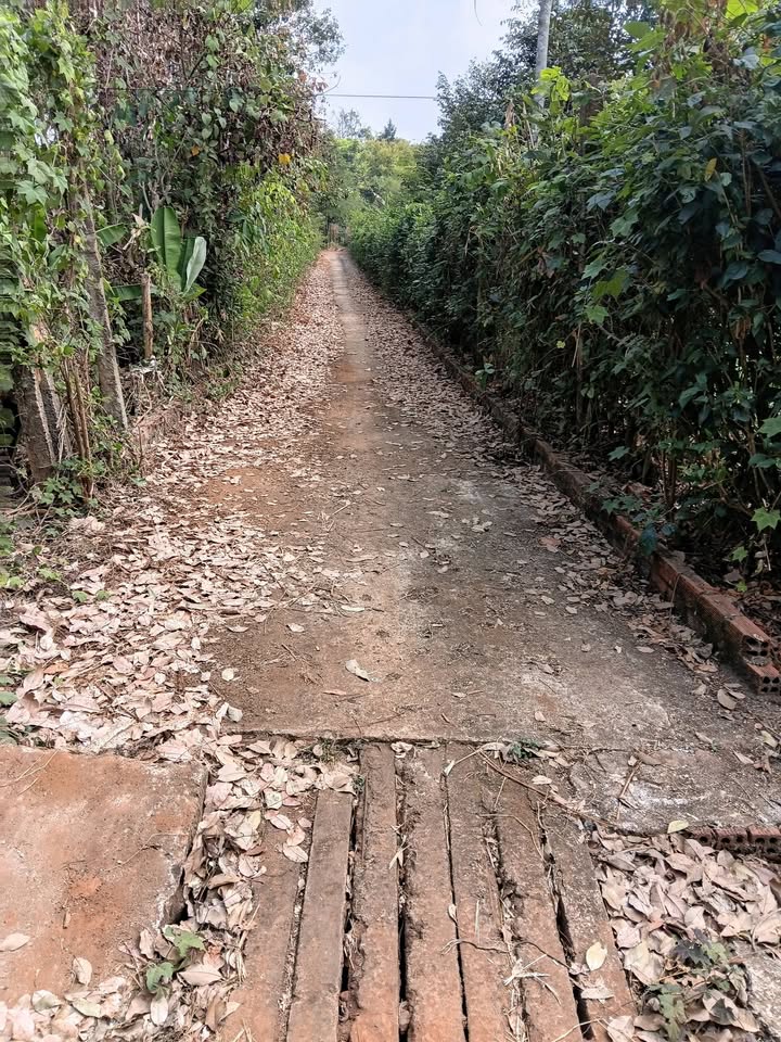 Đất nông nghiệp 7200m² tại Phường An Lộc, Bình Long - Giá chỉ 1.6 tỷ!