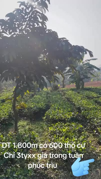 Biệt thự nhà vườn Thái Nguyên 1800m² giá 3 tỷ - Cơ hội vàng sở hữu đất thổ cư!