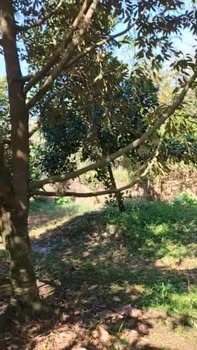 Đất Farm Lộc Khánh 5000m² giá 1 tỷ - Đang cho bông sầu riêng, thu nhập cao!