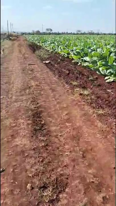 Đất nông nghiệp Cư M'gar 13ha giá chỉ 295 triệu/sào - Cơ hội đầu tư hấp dẫn!