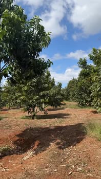 Đất nền 2,9 héc Thôn 7, Ea Nam chỉ 220 triệu - Cơ hội đầu tư lý tưởng!