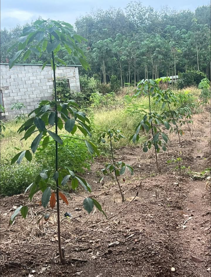 Đất nông nghiệp 3ha tại Đồng Tiến, Bình Phước - Giá thỏa thuận, hỗ trợ vay ngân hàng!