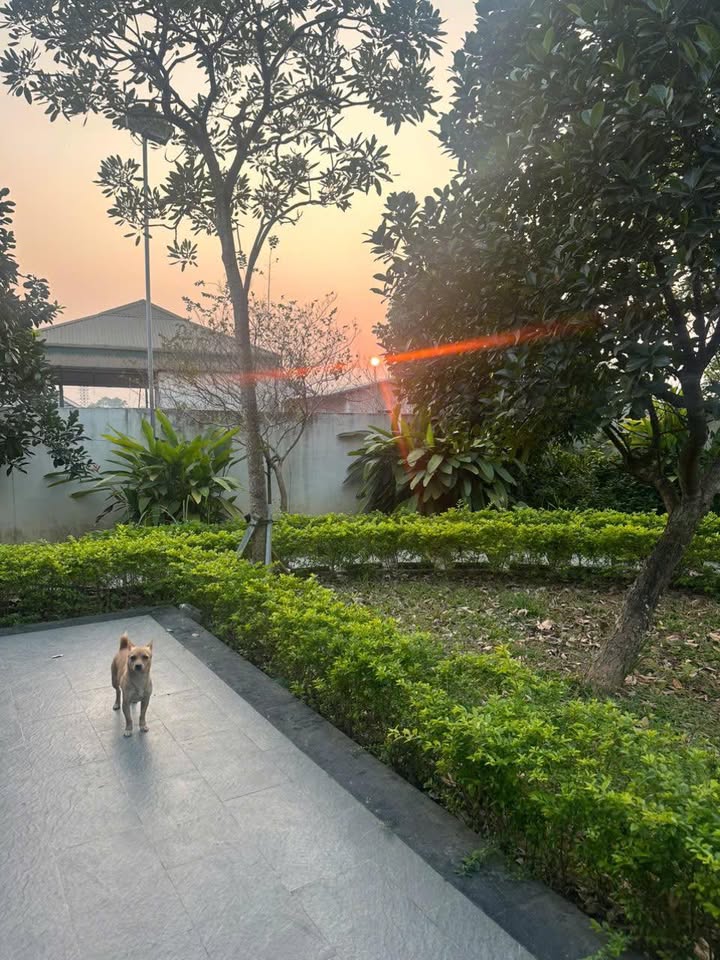 Nhà đẹp 804m² tại Thôn Thanh Tiến, Sơn Tây - Sân vườn rộng rãi, đầy đủ nội thất nhập khẩu