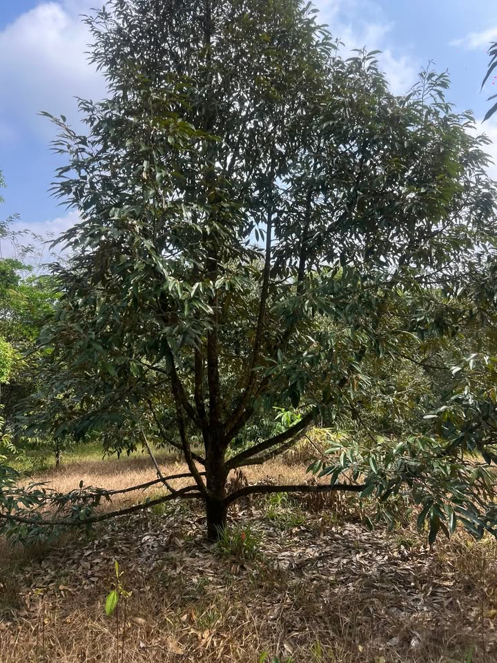 Đất vườn 1ha tại Thị trấn Đạ M'ri, Lâm Đồng - Giá 3 tỷ, thương lượng nhẹ