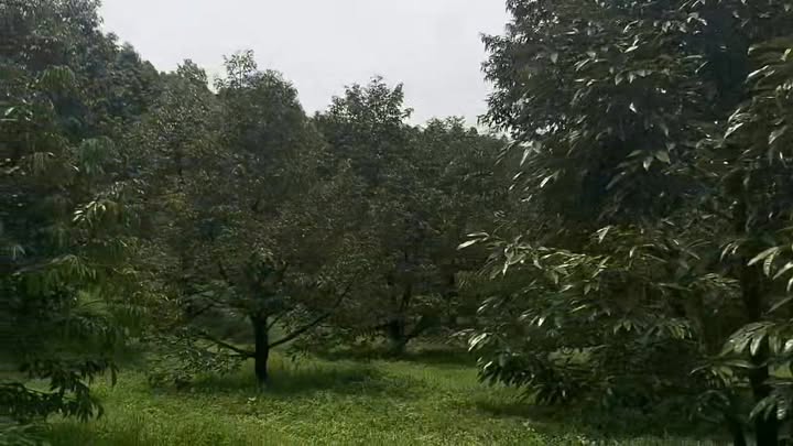 Đất nền 8 sào tại Thị trấn Đầm Ri, Lâm Đồng chỉ 2.2 tỷ - Cơ hội đầu tư tuyệt vời!