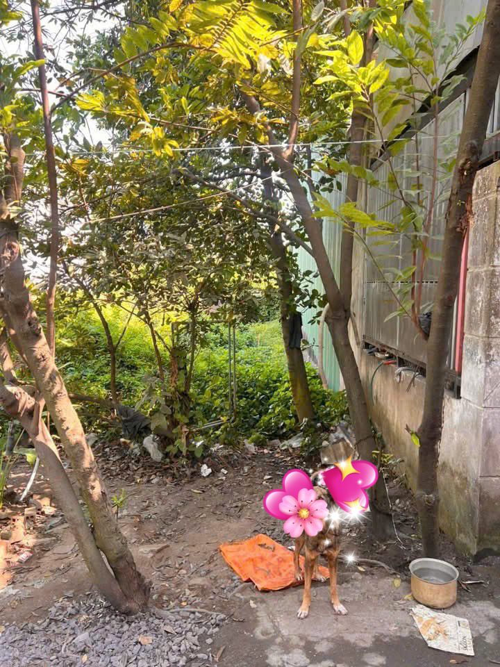 Lô đất An Phú 19, Bình Dương 76m² chỉ 1.65 tỷ - Bán gấp trước Tết!