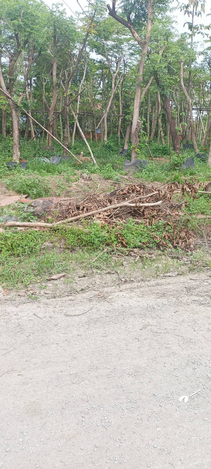 Đất nền Trảng Bom gần Trường Đại học Lâm nghiệp 100m² giá 500 triệu - Pháp lý rõ ràng, không dính quy hoạch!