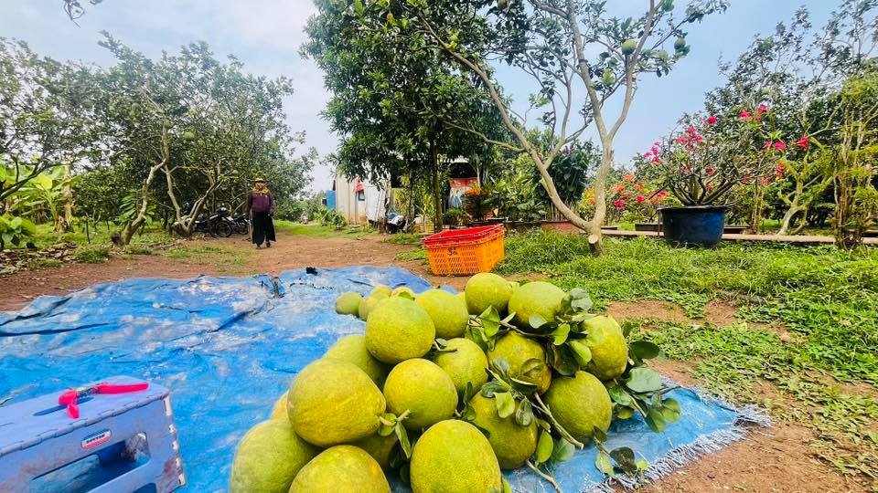 Vườn Bưởi 19,000m² tại Trung Hoà, Trảng Bom - Mặt tiền nhựa 65m, Điện 3 pha