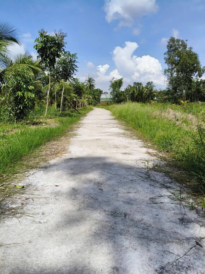 Farm 600m² đường Sông Lá, Vị Tân, TP Vị Thanh - Cơ hội đầu tư hấp dẫn!