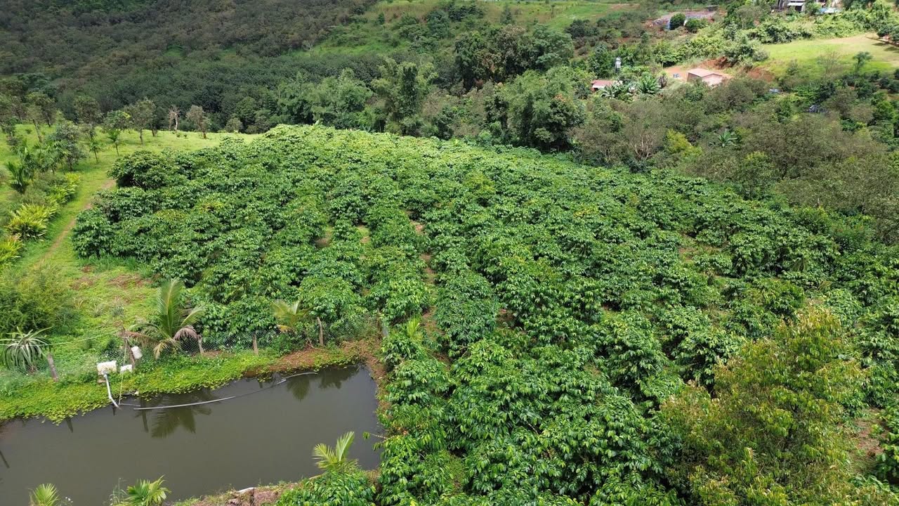 Farm 2,7 Ha tại Kiến Đức, Đắk Nông giá 5,5 tỷ - Đất đẹp dễ canh tác!