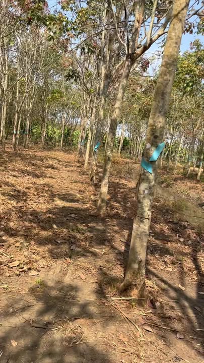 Đất Farm 3600m² tại Xã Bình Thắng - Giá chỉ 800 triệu - Cơ hội đầu tư hấp dẫn!