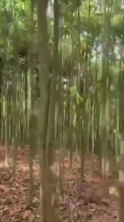 Farm 20ha tại xã Đồng Lâm, Quảng Ninh - Đất đẹp, giá thỏa thuận hợp lý!