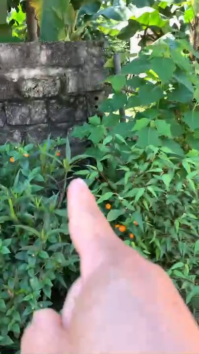 Lô đất thổ cư Nhân Mỹ, Lý Nhân 80m² giá 220 triệu - Đầu tư sinh lời ngay!