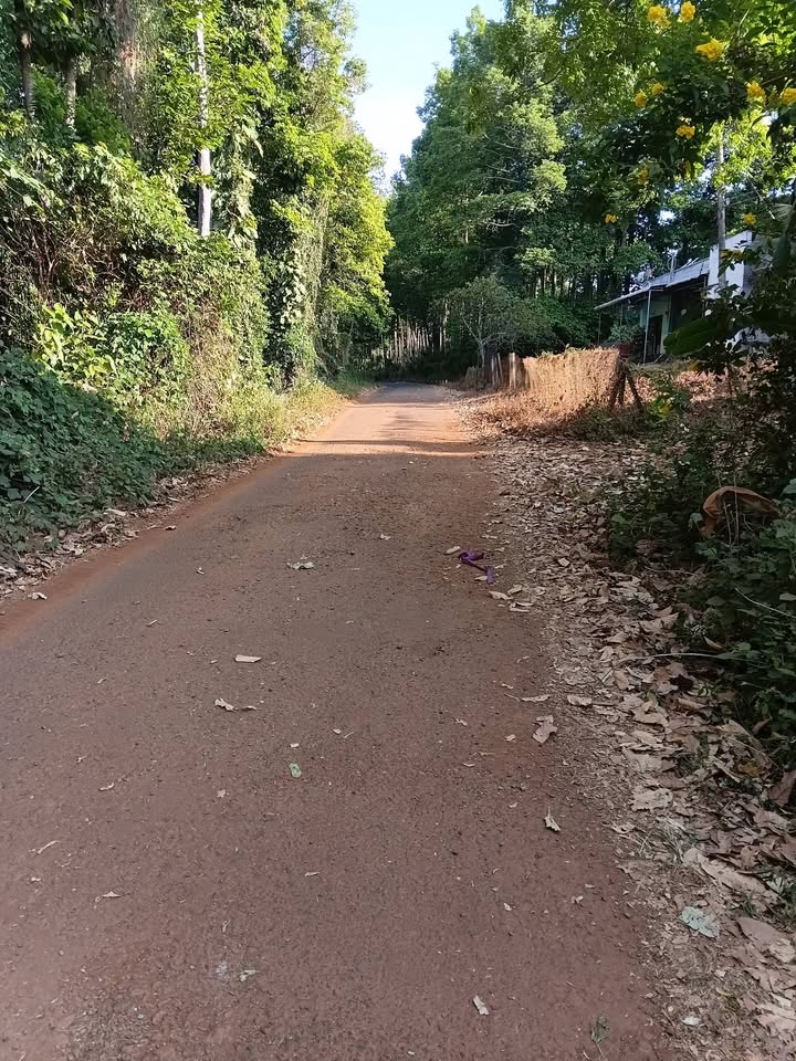 Farm tại Tân Hưng, Hớn Quản, 500m² giá 1.2 tỷ - Đầu tư sinh lời ổn định!