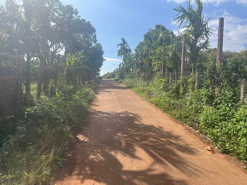 Đất rẫy 11000m² tại Phú Lộc, Krông Năng - Đầu tư sinh lời từ sầu riêng và cà phê!