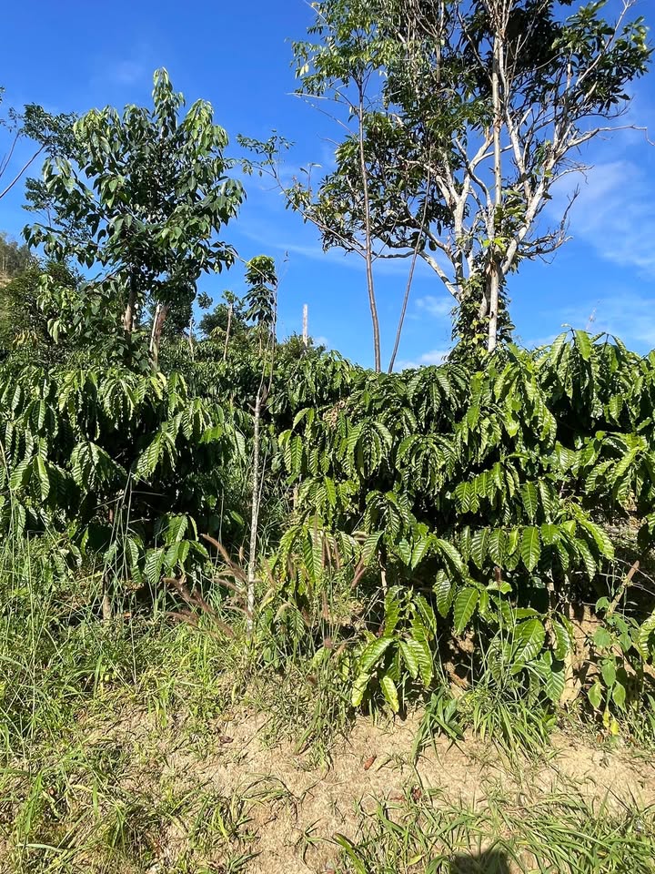 Lô rẫy cà phê 1.5 ha tại Xã Ba Tầng, Quảng Trị - Giá thỏa thuận, mặt bằng bằng phẳng thuận lợi!