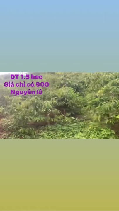 Đất farm 15000m² tại xã Đức Xuyên, huyện Krông Nô - Giá chỉ 900 triệu