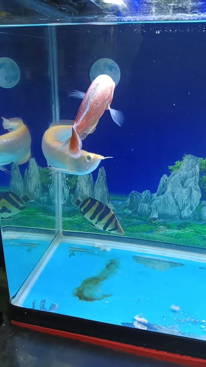 Đất nền Xóm 1, Cẩm Đông, Cẩm Giàng 283.5m² giá 1.3 tỷ - Đầu tư tiềm năng sinh lời!