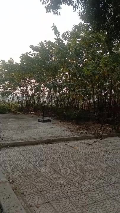 Đất nền KĐT Nam Đầm Vạc, Vĩnh Phúc 124m² giá 5X triệu/m² - Vị trí đẹp, tiềm năng đầu tư!