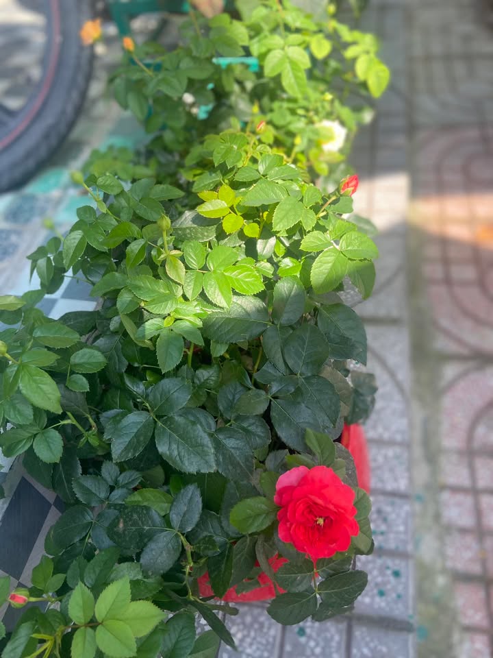 Đất nền 445m² tại Bắc Cam Ranh - Giá chỉ 1.8 tỷ, phù hợp xây nhà vườn!