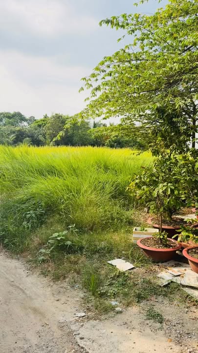 Đất Lúa 813m² tại Trung Tâm Thị Trấn Cần Giuộc - Giá 1.75 Tỷ, Sổ Hồng Riêng