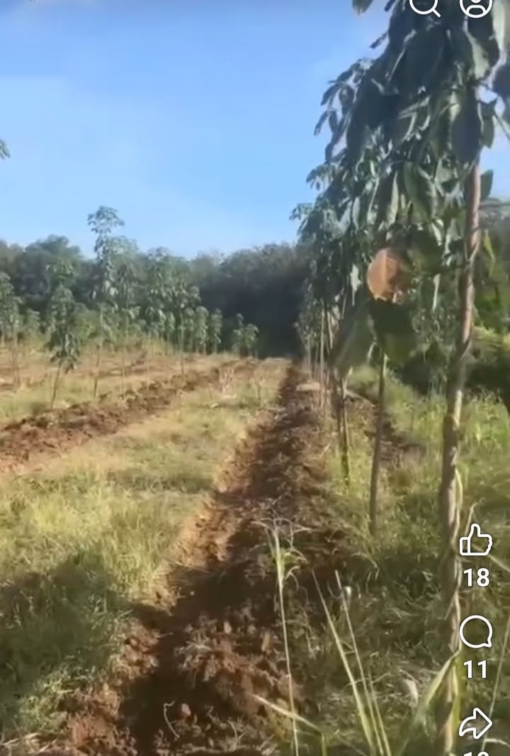 Đất Farm 8,4 sào tại An Lộc, Bình Long giá 1,35 tỷ - Tiềm năng đầu tư lớn!