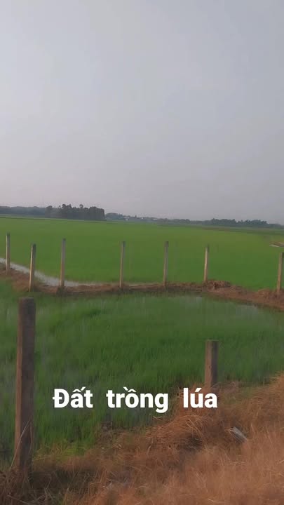 Đất Lê Bình Quận Tân Bình 8000m² - Đầu tư sinh lời hấp dẫn!