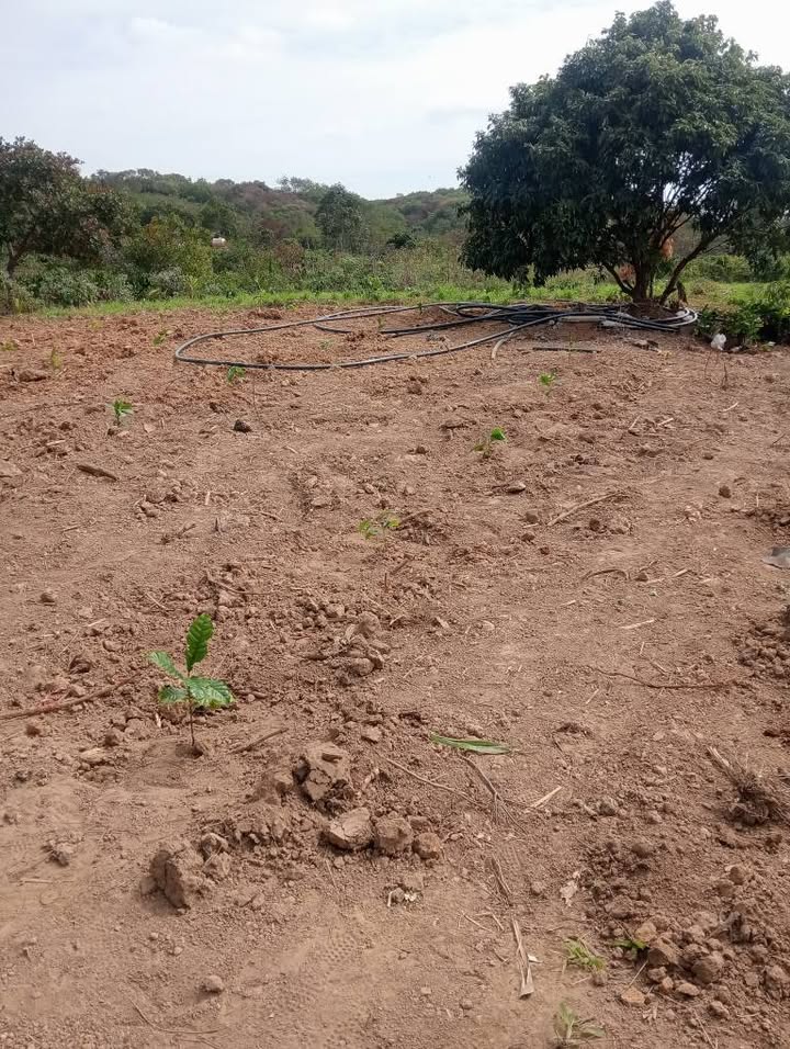 Đất Farm 1ha tại Cư Knia, Đắk Nông - Giá chỉ 1.2 tỷ, sẵn sàng đầu tư!