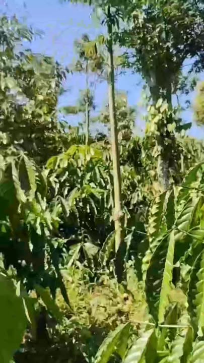 Đất Farm 5.000m² tại Đắk Mil - Giá 1.55 tỷ, Tiềm năng đầu tư cao!