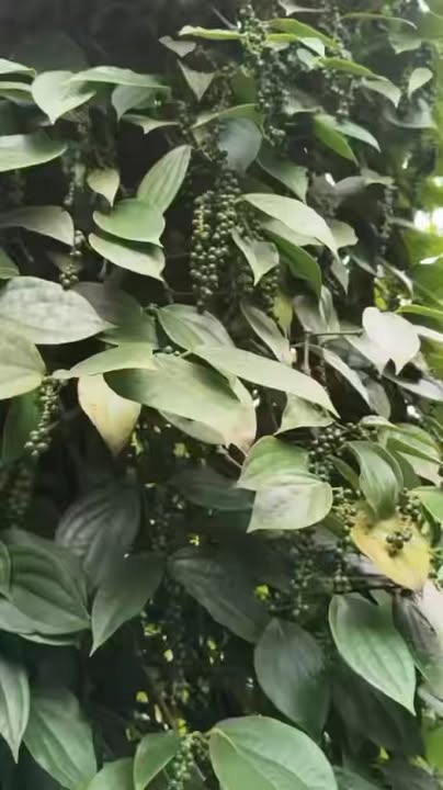 Farm 4ha tại Xã Cư Knia - 9.99 tỷ - Tiềm năng sinh lời cao!