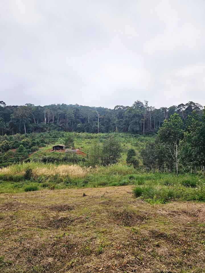 Đất thổ cư 100m² tại Thôn Trạm Lập, Gia Lai giá 200 triệu - Địa điểm tuyệt đẹp giữa rừng nguyên sinh!