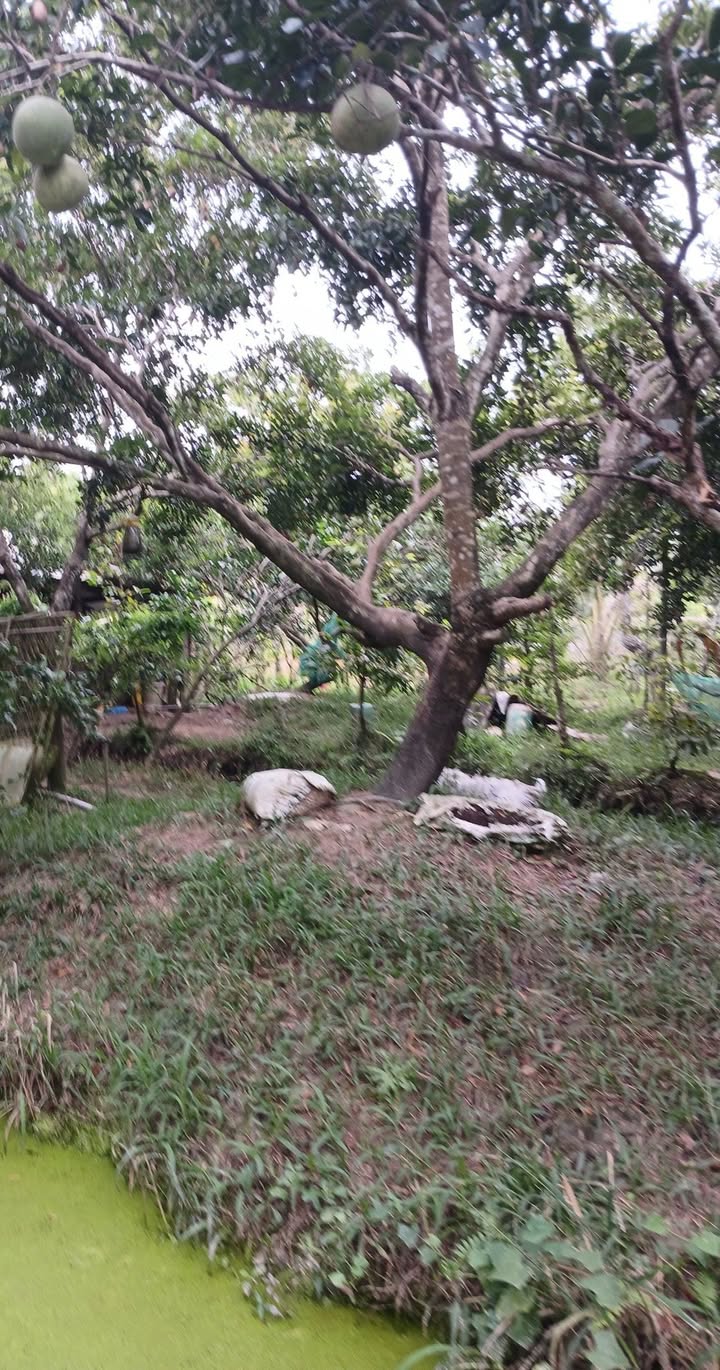 Đất vườn 3600m² tại Xã Song Thuận, Huyện Châu Thành, 7 tỷ - Cơ hội đầu tư tốt!