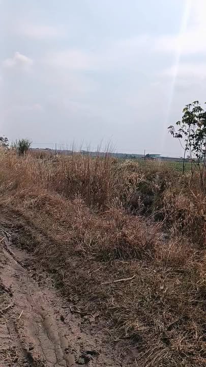 Đất nền 30.000m² tại xã Tân Hội, Tân Châu, Tây Ninh - Giá chỉ 3.1 tỷ VND